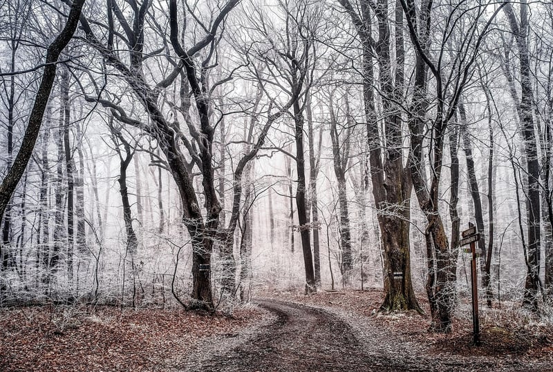 Enchanted landscape layouts