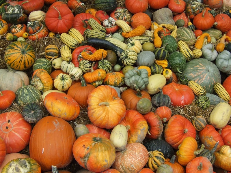 Phoenix harvest festival