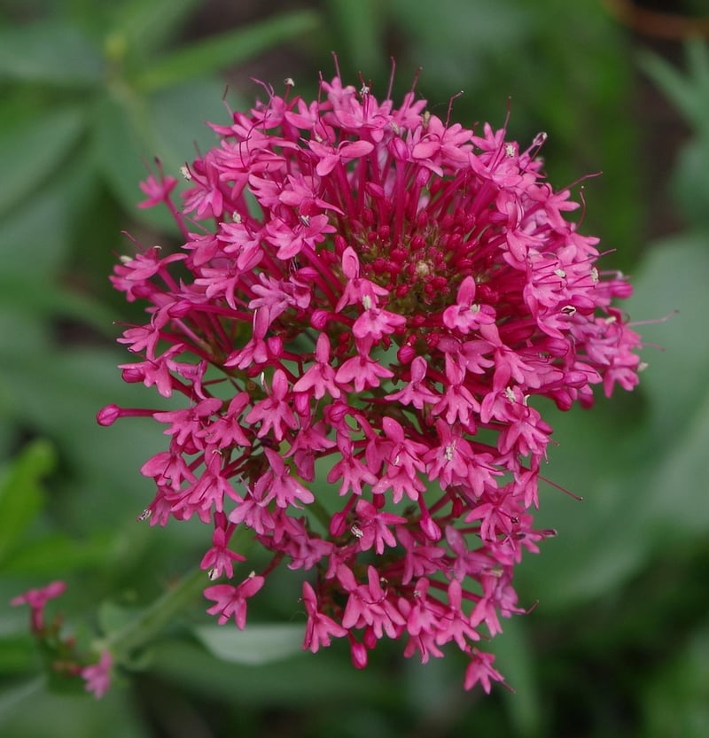 Valerian